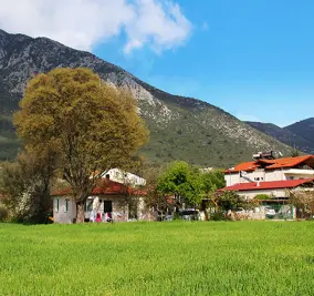 Yeşil üzümlü